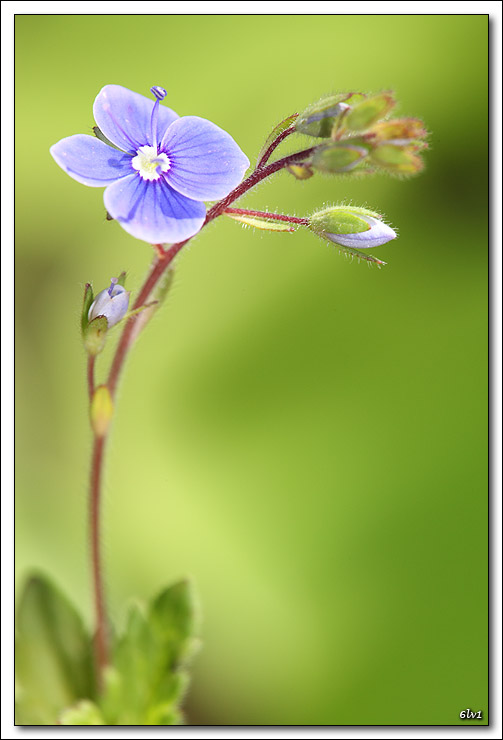 Protection ecran LCD-5d_4307-cs-cadre2.jpg