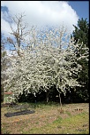 Cerisiers au Printemps
