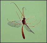 -tipule.jpg
