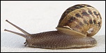 -escargot.jpg
