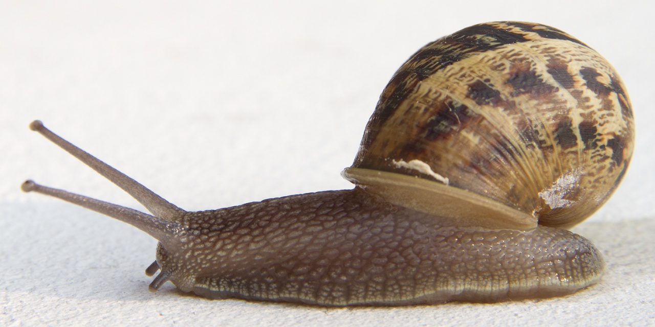 -escargot.jpg