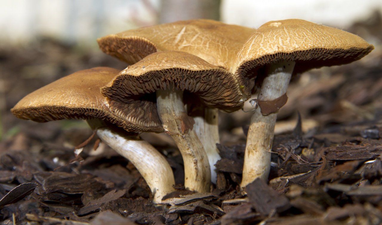 -champignons.jpg