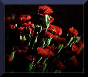 nouveaux membre-80254sa-oeillets.jpg