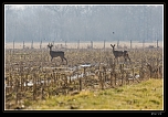 FECset-340.jpg
