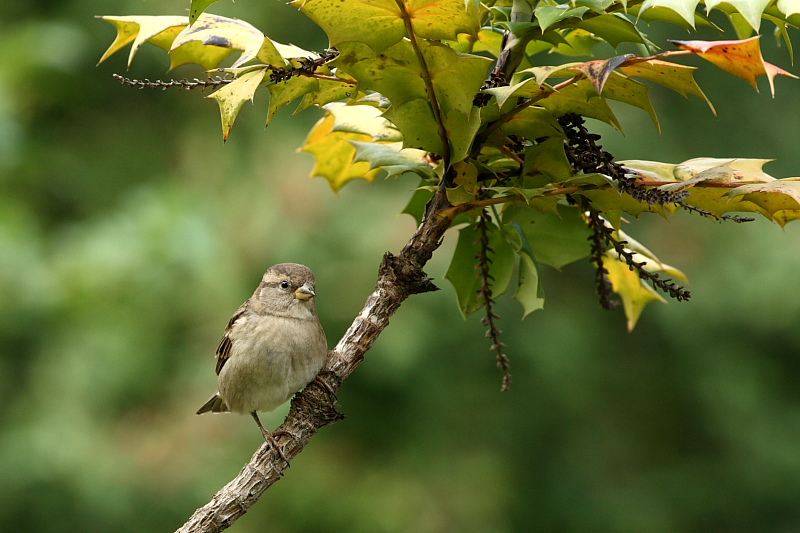 70-300 Sigma APO-342.jpg