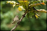 70-300 Sigma APO-342.jpg