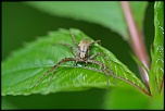 Macro