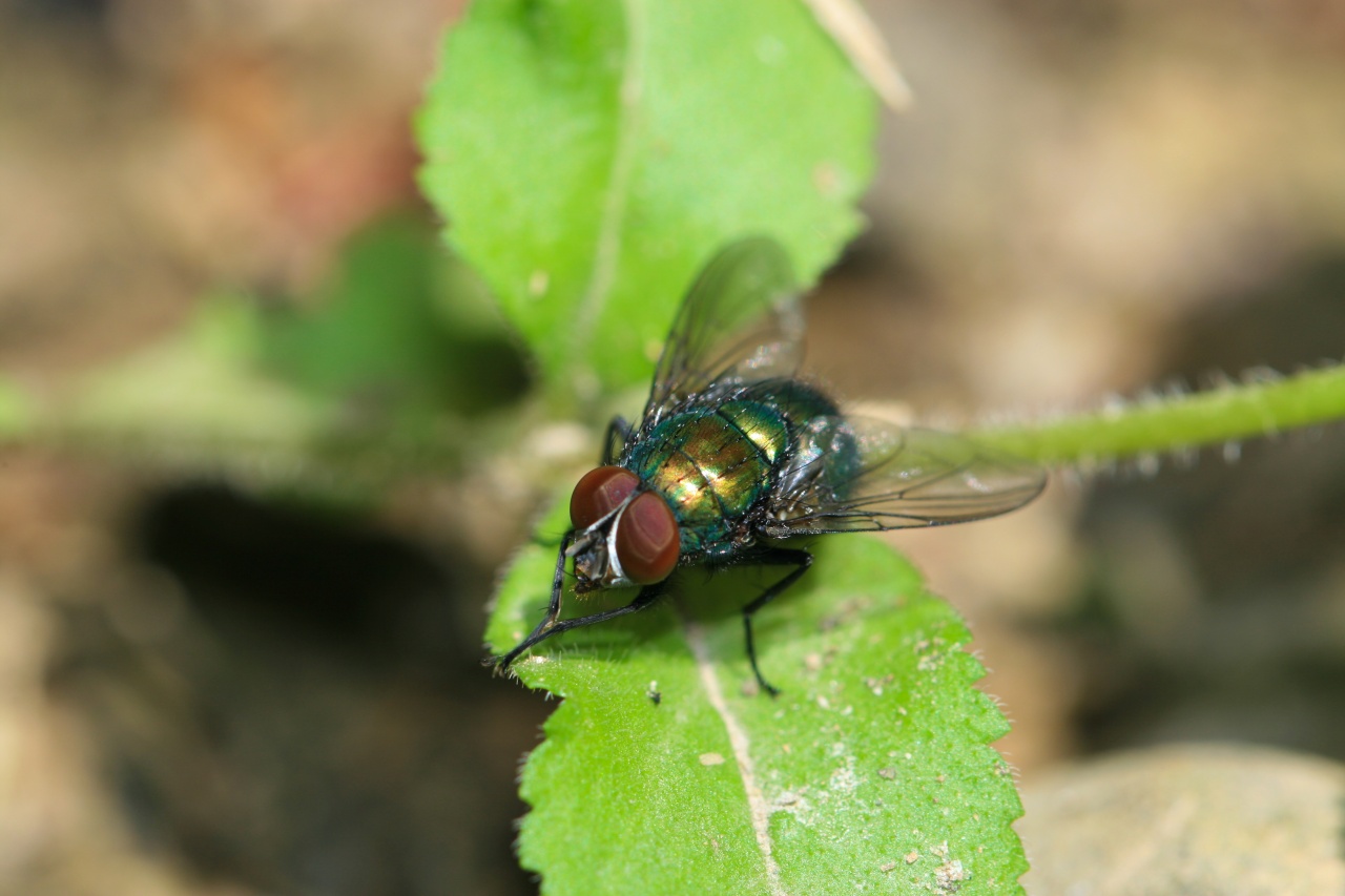 Mouche peinture camlon