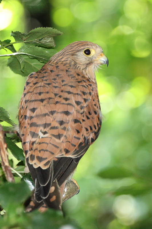 70-300 Sigma APO-345.jpg
