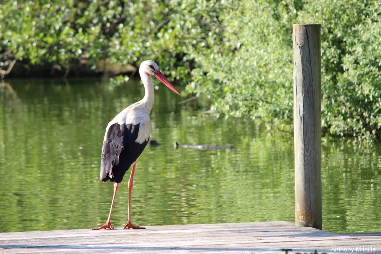 -120513-parcdesoiseaux-photos-201.jpg