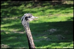 -120513-parcdesoiseaux-photos-144.jpg