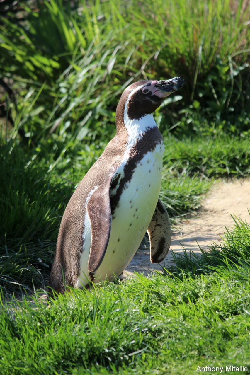 -120513-parcdesoiseaux-photos-129.jpg