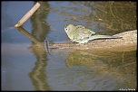 -120513-parcdesoiseaux-photos-189.jpg