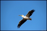 -120513-parcdesoiseaux-photos-154.jpg