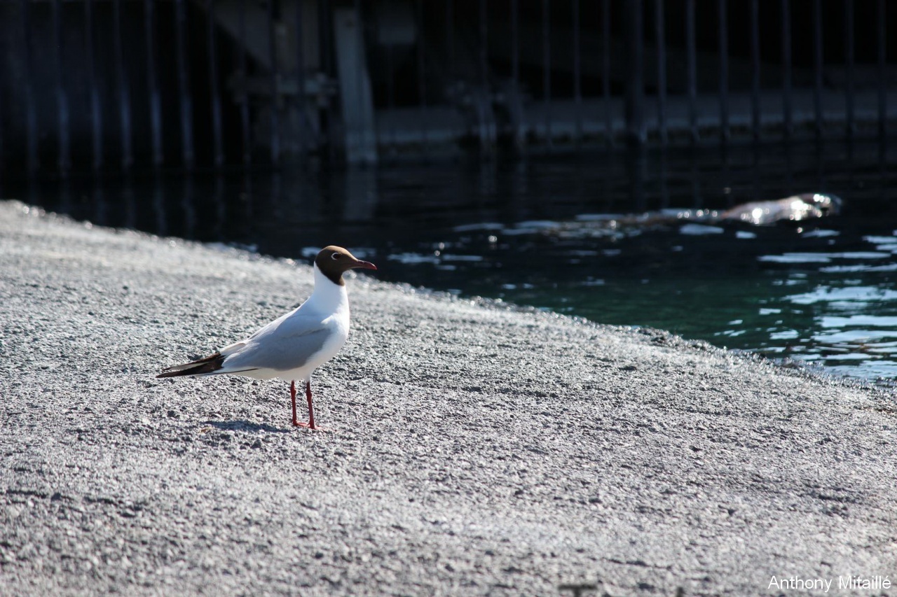 -120513-parcdesoiseaux-photos-127.jpg