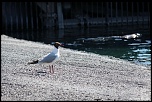 -120513-parcdesoiseaux-photos-127.jpg