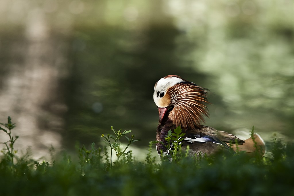 -canard-mandarin.jpg