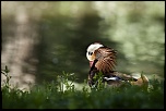 -canard-mandarin.jpg