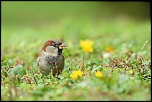 70-300 Sigma APO-346.jpg