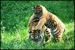 sRVB ou adobe RVB-img_5571_2.jpg
