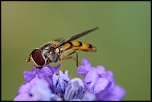 Hello &#33;-img_2238.jpg