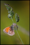 Hello &#33;-img_8987.jpg