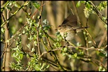 -oiseaux-st-agathe-et-harchies-7838-1.jpg