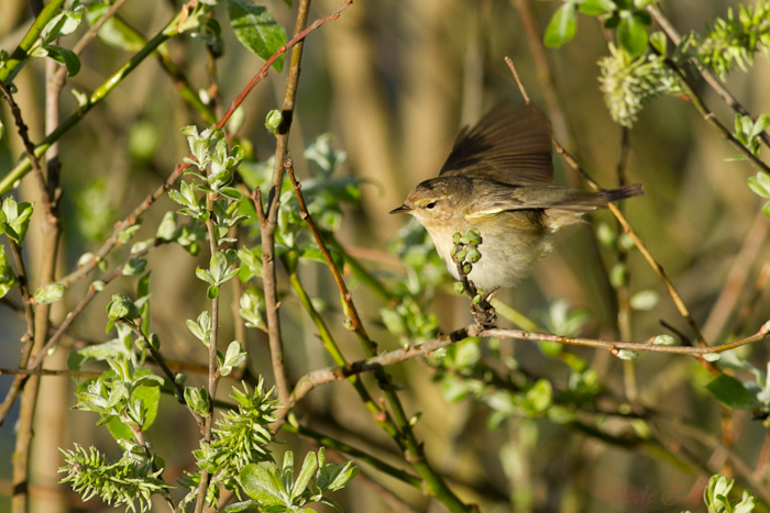 -oiseaux-st-agathe-et-harchies-7838-1.jpg