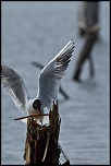 -oiseaux-st-agathe-et-harchies-8715-1.jpg