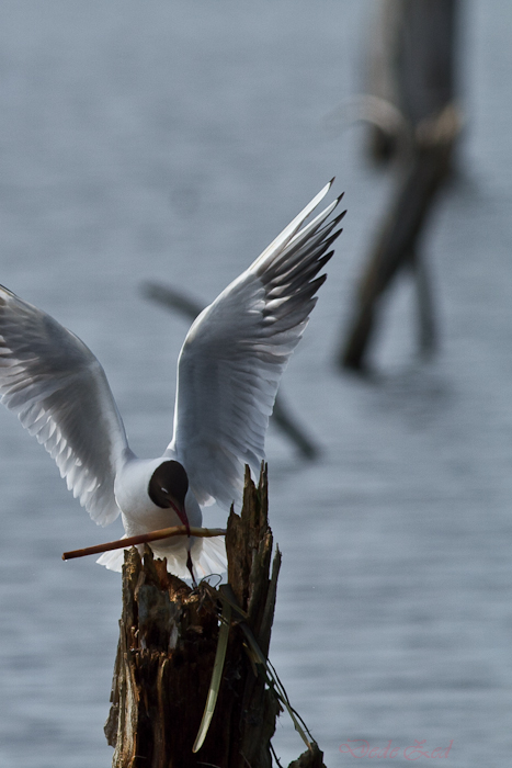 -oiseaux-st-agathe-et-harchies-8715-1.jpg