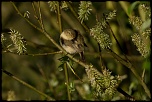 -oiseaux-st-agathe-et-harchies-7865-1.jpg
