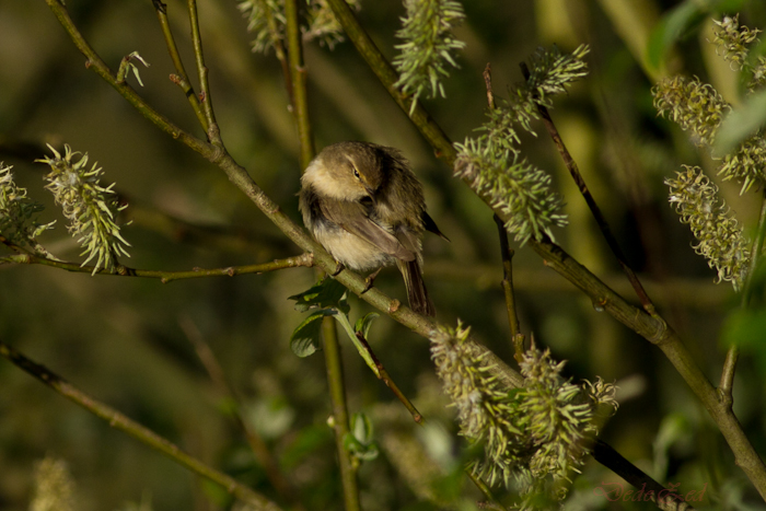 -oiseaux-st-agathe-et-harchies-7865-1.jpg