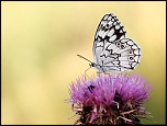 -img_5079000.jpg