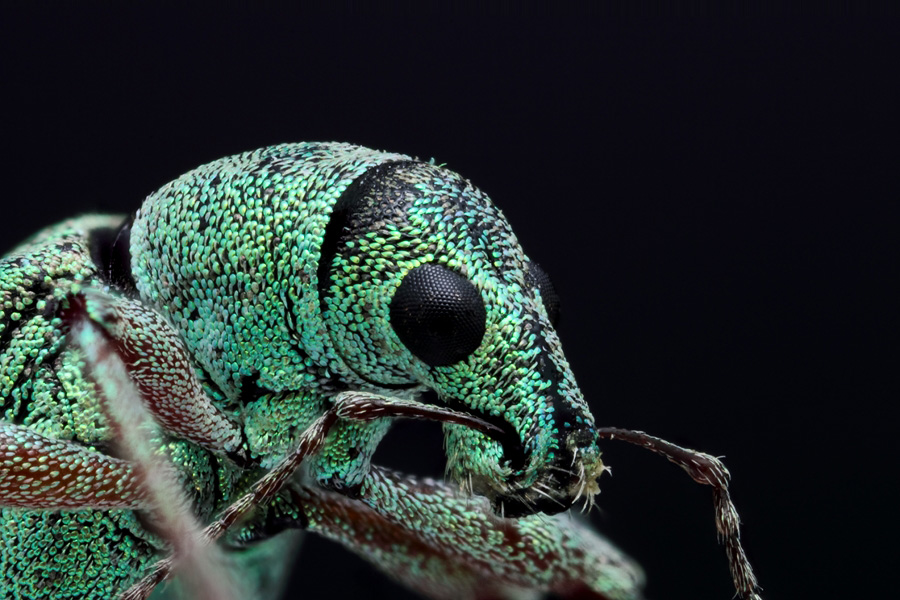 Nouveau Firmware-charancon-vert-2.jpg