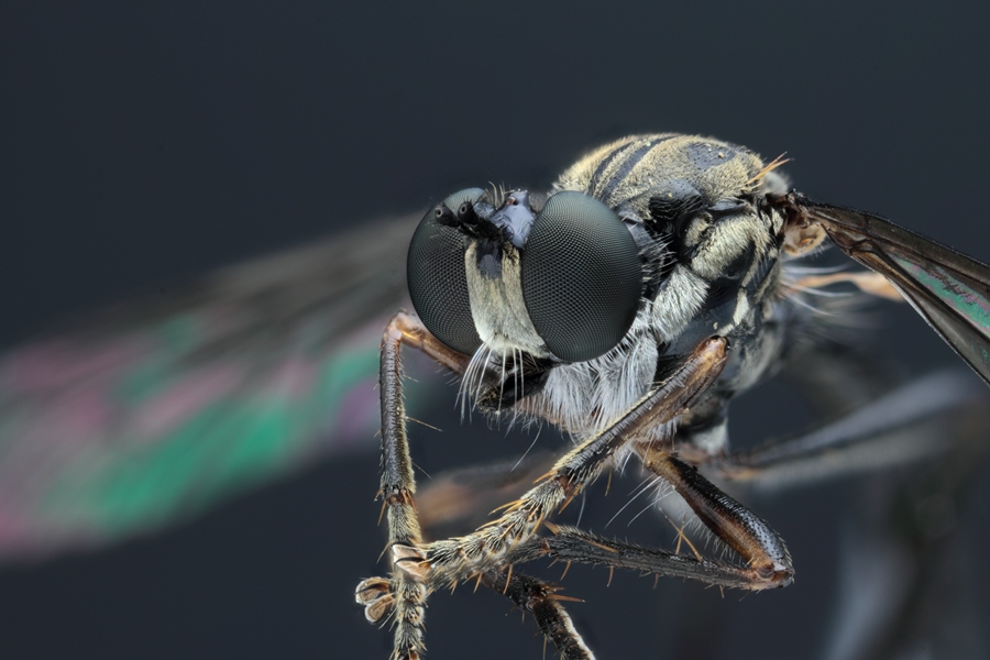 Nouveau Firmware-genre-mouche-1.jpg