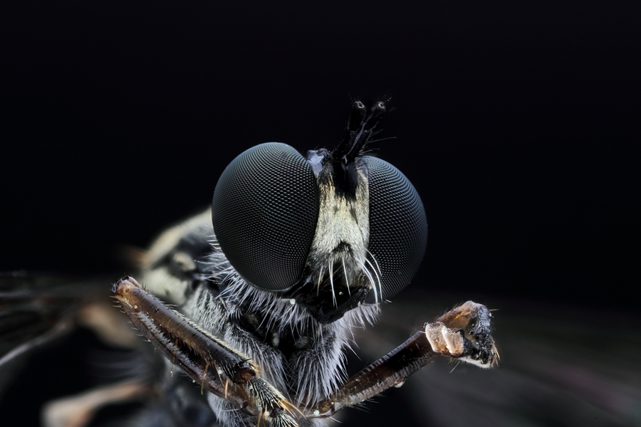 Nouveau Firmware-genre-mouche-2.jpg