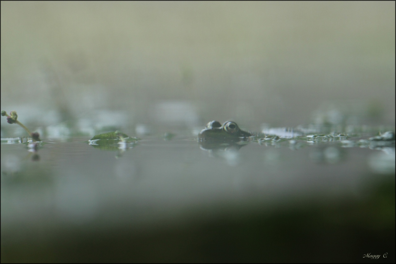 -grenouille-dans-le-brouillard_0983.jpg