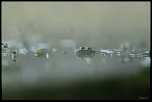 -grenouille-dans-le-brouillard_0983.jpg