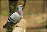 70-300 Sigma APO-349.jpg