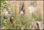 70-300 Sigma APO-350.jpg