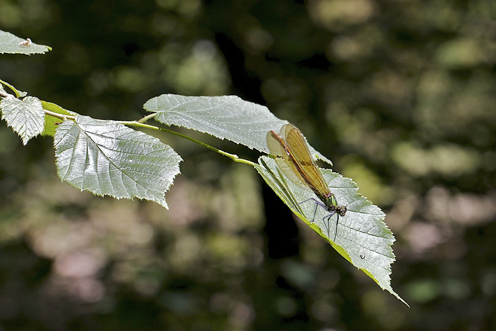 -img_1821.jpg