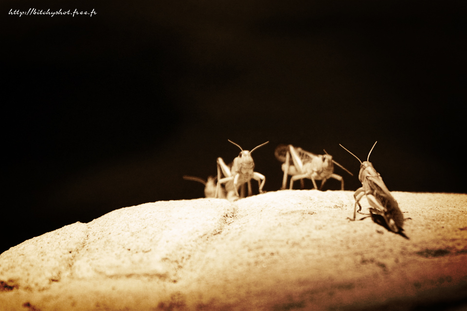 Tests d&#39;objectifs-2012-05-19_criquets-eos.jpg
