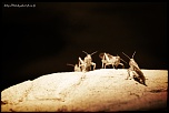 Tests d&#39;objectifs-2012-05-19_criquets-eos.jpg