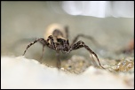 Araigne  cul blanc, je n'ai pas trouv son vrai nom