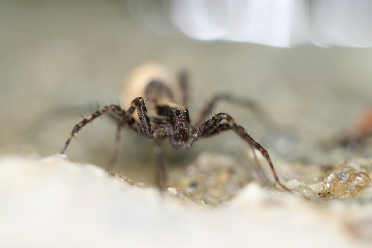 Araigne  cul blanc, je n'ai pas trouv son vrai nom