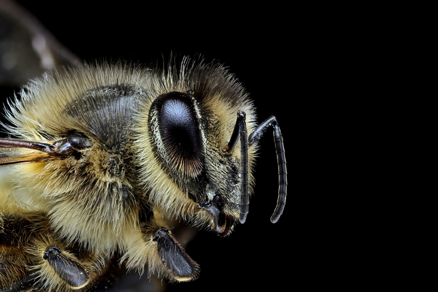 Nouveau Firmware-abeille-2.jpg