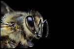 Nouveau Firmware-abeille-2.jpg