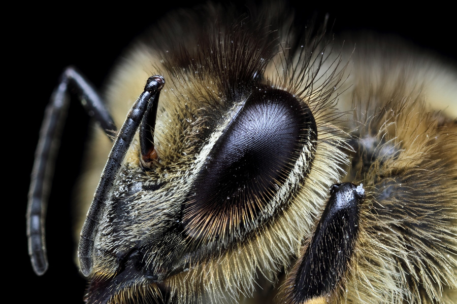 Nouveau Firmware-abeille-4.jpg