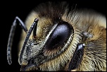 Nouveau Firmware-abeille-4.jpg