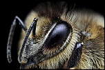 Nouveau Firmware-abeille-4.jpg